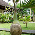  Flaschenpalme im Garten von Villa Kompiang 