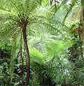  Baumfarn im Regenwald 