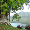  Banyanbaum und Blick auf den Buyan See 