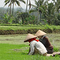  Reisfeldarbeiter auf Bali 