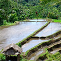  Reisterrassen bei Jati Luwih - Bali 