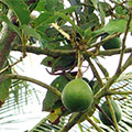  Avocado Baum 