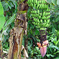  Bananenstaude mit Blüte und Früchten 