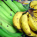  Reife Bananen Früchte 