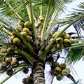  Kokospalme mit Früchten 
