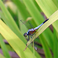  Bali Libelle auf Futtersuche im Gras 