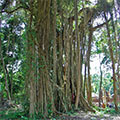  Ficus Benghalensis als heiliger Dorfbaum 