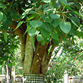  Pepulbaum, Ficus Religiosa 