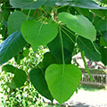  Pepulbaum, Ficus Religiosa 