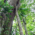  "der kluge Baum von Bali" 