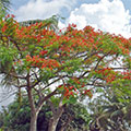  Flamboyant Baum in voller Blüte 