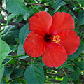  Rote Hibiskusblüte 