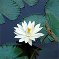  Weißer Ägyptischer Lotus 