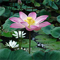  Lotusblume in voller Blüte 