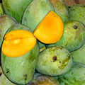  Reife Mango Früchte 