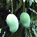  Reife Mango Früchte am Baum 
