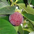 Reife Mangostane Frucht am Baum 