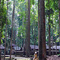  Riesige Pala Bäume, bewohnt von heilgen Affen 