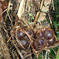  Salak-Früchte auf der Salakpalme 