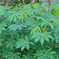  Maniokpflanzen 