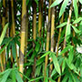  gelber Bambus 
