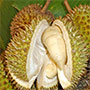  Durianfrucht 