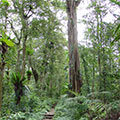  Ficusbaum im Regenwald 