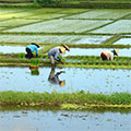  Reisfeldarbeiter beim pflanzen 