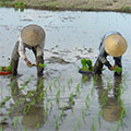  Reisbauern beim einstecken der Reissetzlinge 