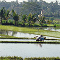  Reispflanzung 