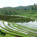  Kunstvoll geschwungene Reisterrassen in Westbali 