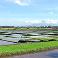  traumhafte Reisfeldlandschaft auf Bali 