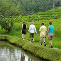 Spaziergang in den Reisfeldern Balis