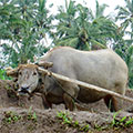  Bali Wasserbüffel beim pflügen 