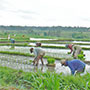  Reispflanzung 