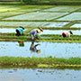  Reisanpflanzung 