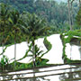  Reisterrassen auf Bali 