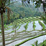  Reisterrassen auf Bali 