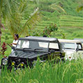  VW 181 in den Reisfeldern 
